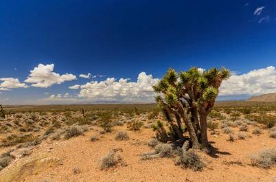 Desert landscape near Beaver Dam, Arizona